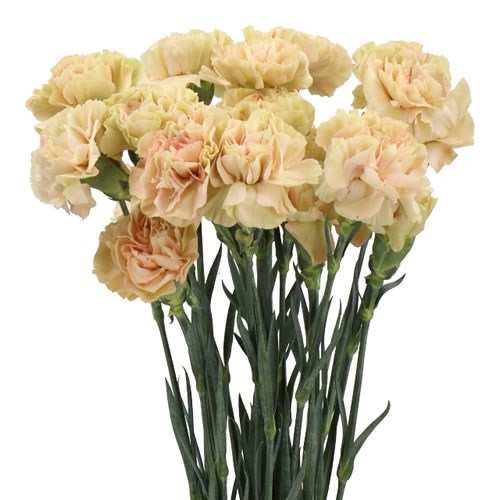 Carnation Ambar
