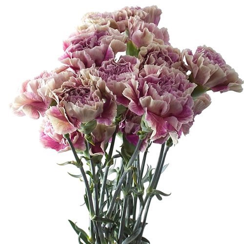Carnation Antigua 55cm Wholesale Dutch Flowers & Florist Supplies UK