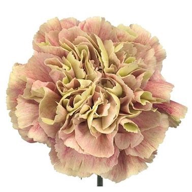 Carnation Antiqua