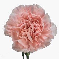 Carnation Arbeli
