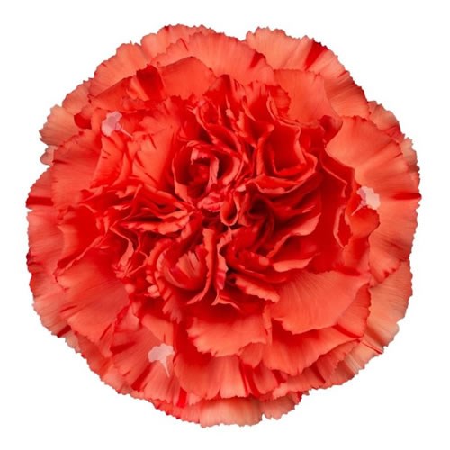 Carnation Arno