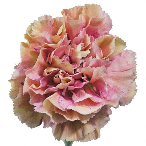 Carnation Babylon
