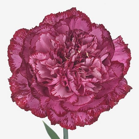 Carnation Bacarat Purple