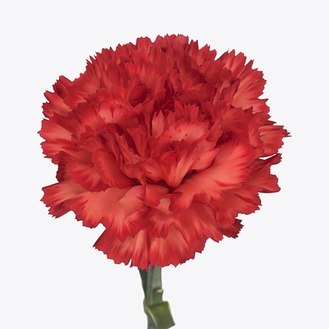 Carnation Bengala