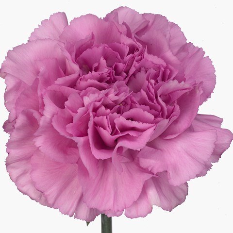 Carnation Birmania