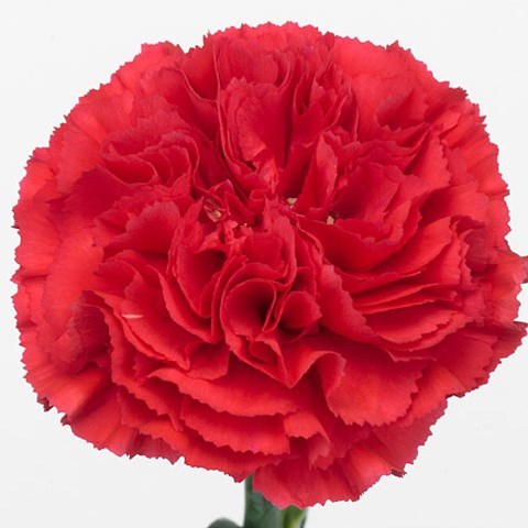 Carnation Bizet