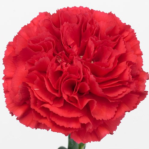 Carnation Bizet