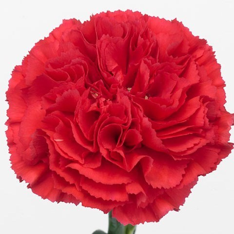 Carnation Bizet 60cm | Wholesale Dutch Flowers & Florist Supplies UK