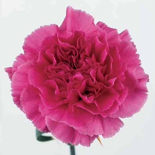 Carnation Bizet cerise