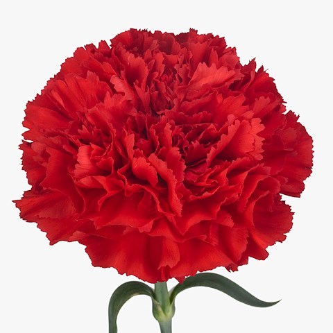 Carnation Bouzeron