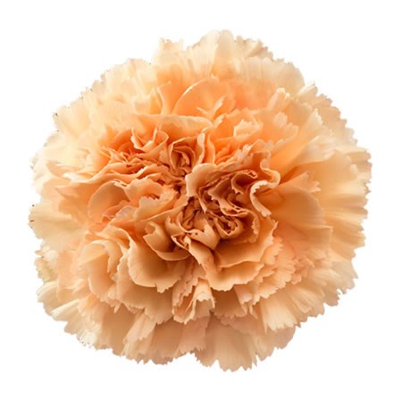 Carnation Cairo