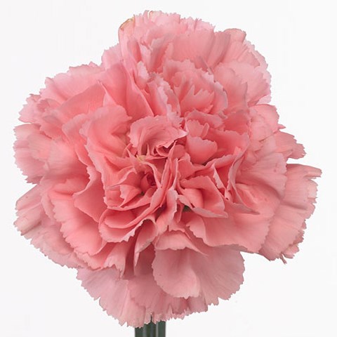 Carnation Caroche