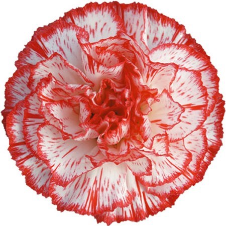 Carnation Charlie