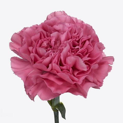 Carnation Chinola