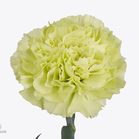 Carnation Clorophilla