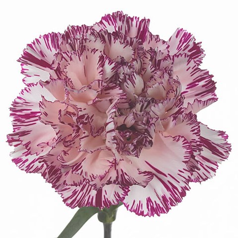 Carnation Copernico