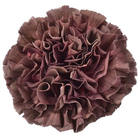 Carnation Copper Extasis