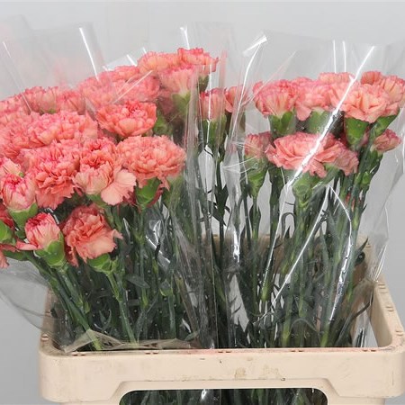 Carnation Copy