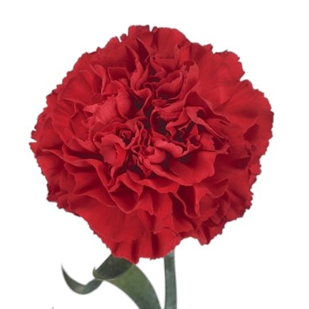 Carnation Cortes
