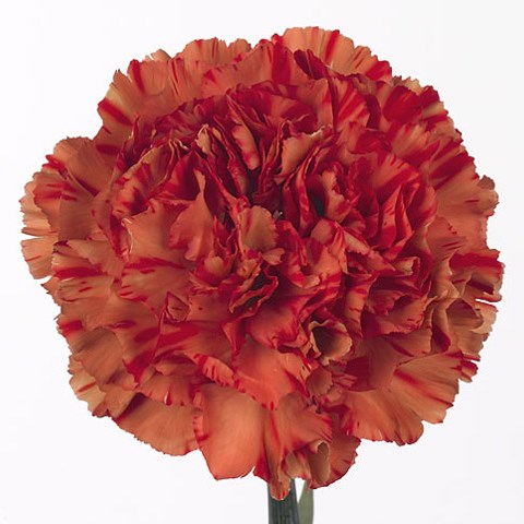 Carnation Crazy Horse