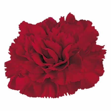 Carnation Crimson Tempo