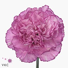 Carnation Crono Golem