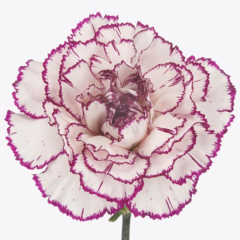 Carnation Damascus
