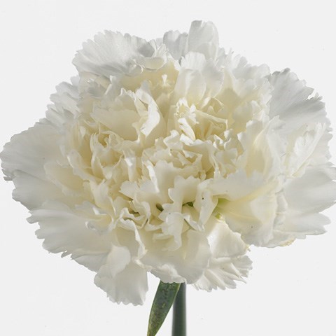 Carnation Delphi