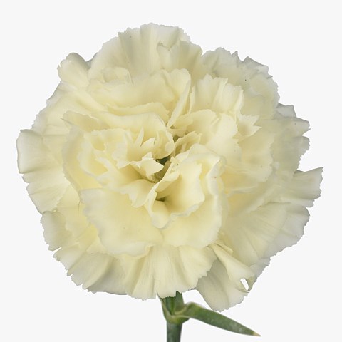 Carnation Diletta Crema