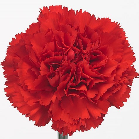 Carnation Don Pedro
