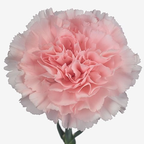 Carnation Doncel