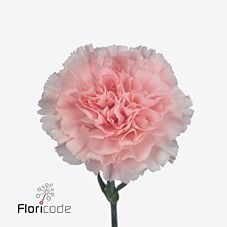 Carnation Doncel