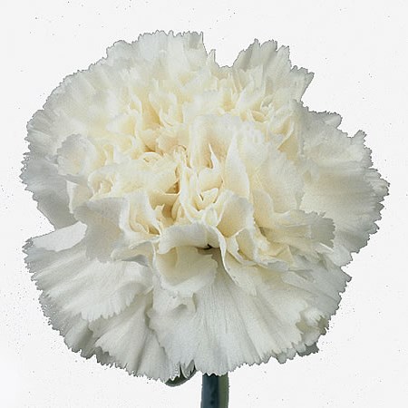 Carnation Dover