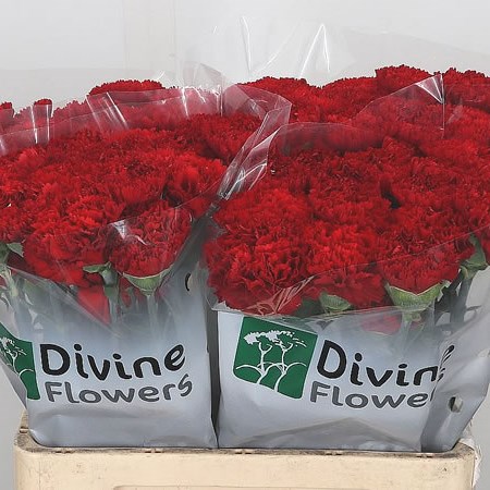 Carnation Eros