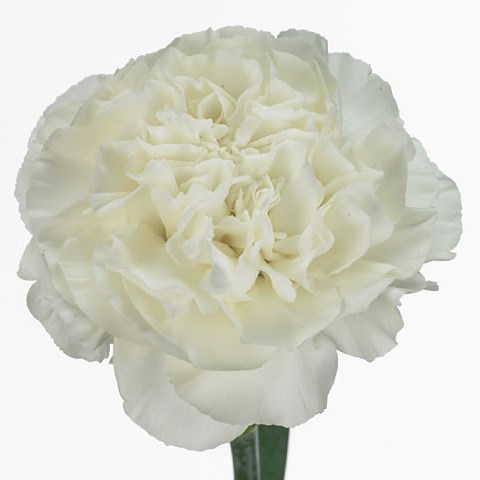 Carnation Everest