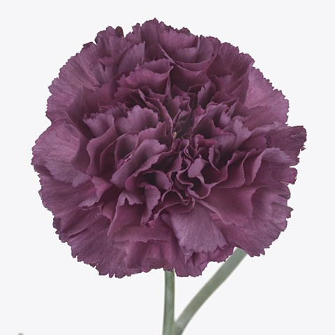 Carnation Extasis