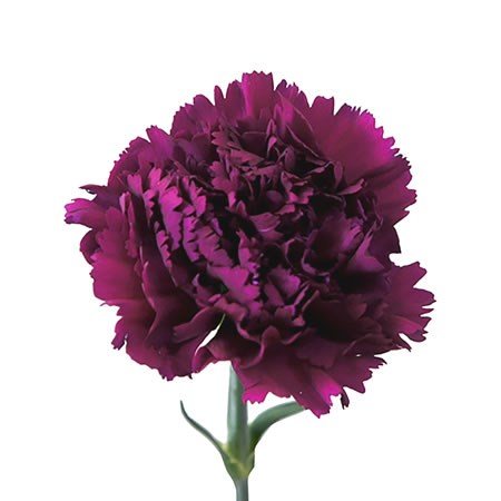 Carnation Farieta