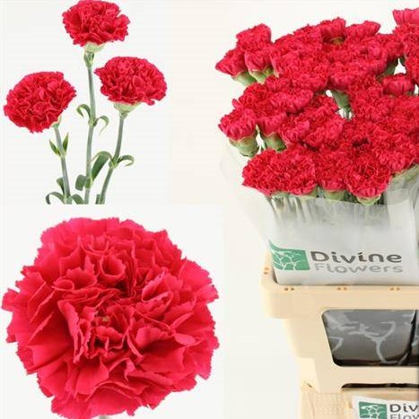 Carnation Fausto