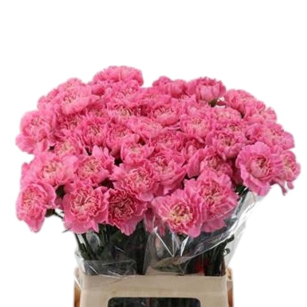 Carnation Feminine Minami