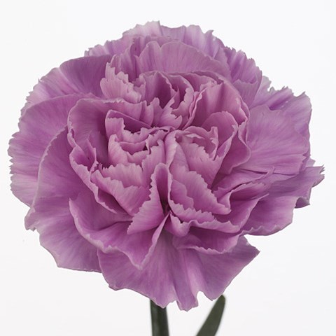 Carnation Florigene Moonaqua