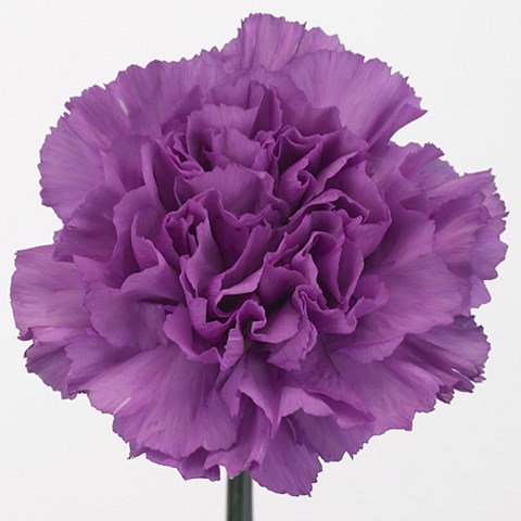 Carnation Florigene Moonlite 70cm | Wholesale Dutch Flowers & Florist ...