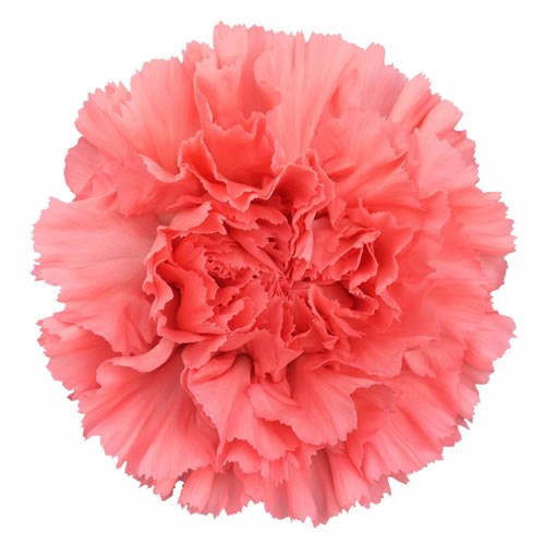 Carnation Fresh Love