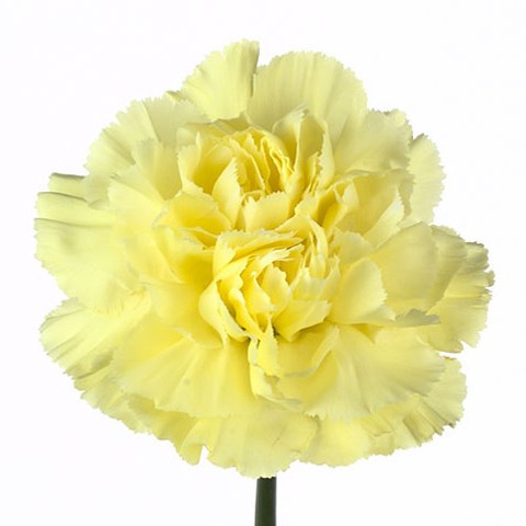 Carnation Gioele