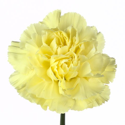 Carnation Gioelle