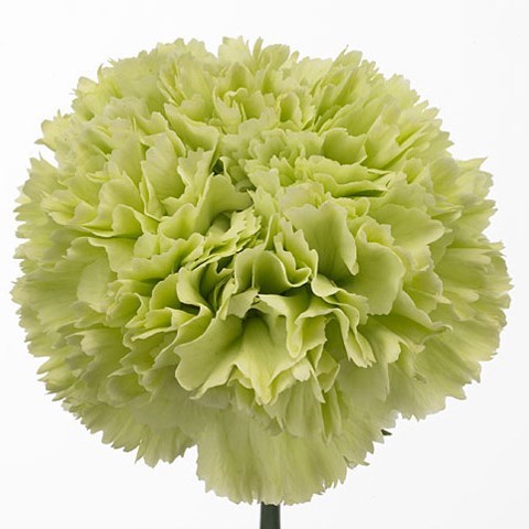 Carnation Goblin