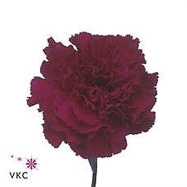 Carnation Golem
