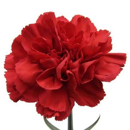 Carnation Grand Slam