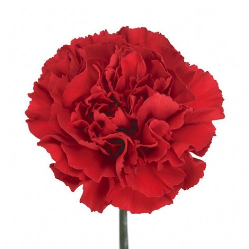 Carnation Grandsole 55cm Wholesale Dutch Flowers & Florist Supplies UK