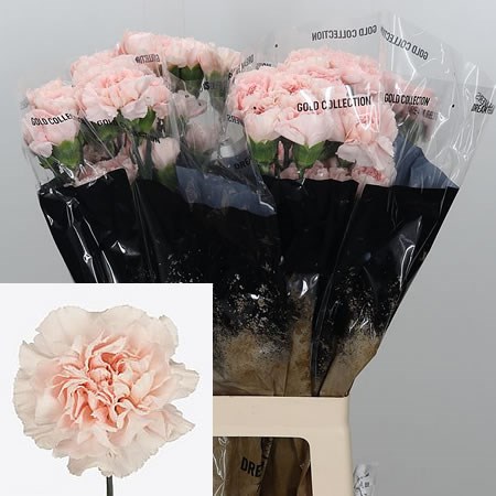 Carnation Grazia