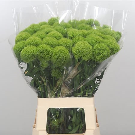 Carnation Green Trick